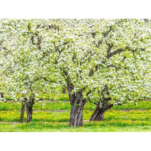 Oregon-Hood River-spring blooming apple tree orchard